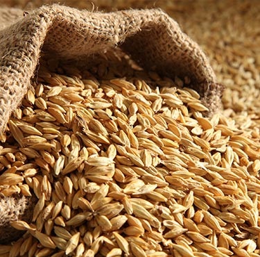 Barley