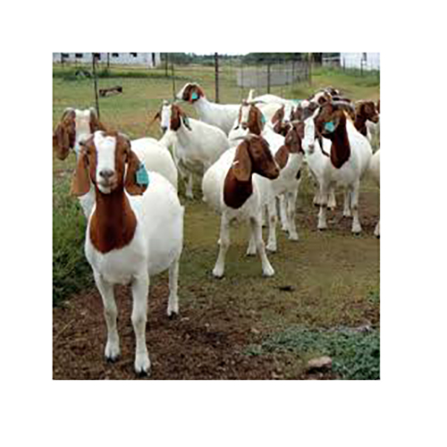 Boer-Goat.jpg
