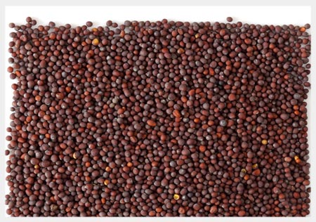 product_seed_mustard.jpg