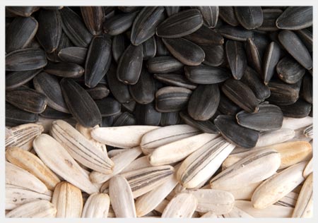product_seed_sunflower.jpg